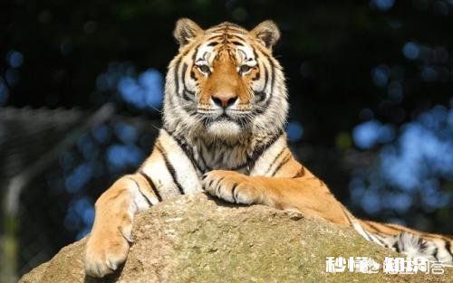 普京曾经放生三只老虎，两只跑到过东北，后来这些老虎如何了