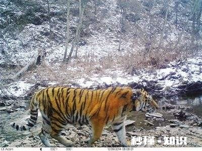 普京曾经放生三只老虎，两只跑到过东北，后来这些老虎如何了