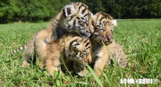 普京曾经放生三只老虎，两只跑到过东北，后来这些老虎如何了