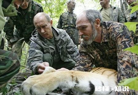 普京曾经放生三只老虎，两只跑到过东北，后来这些老虎如何了