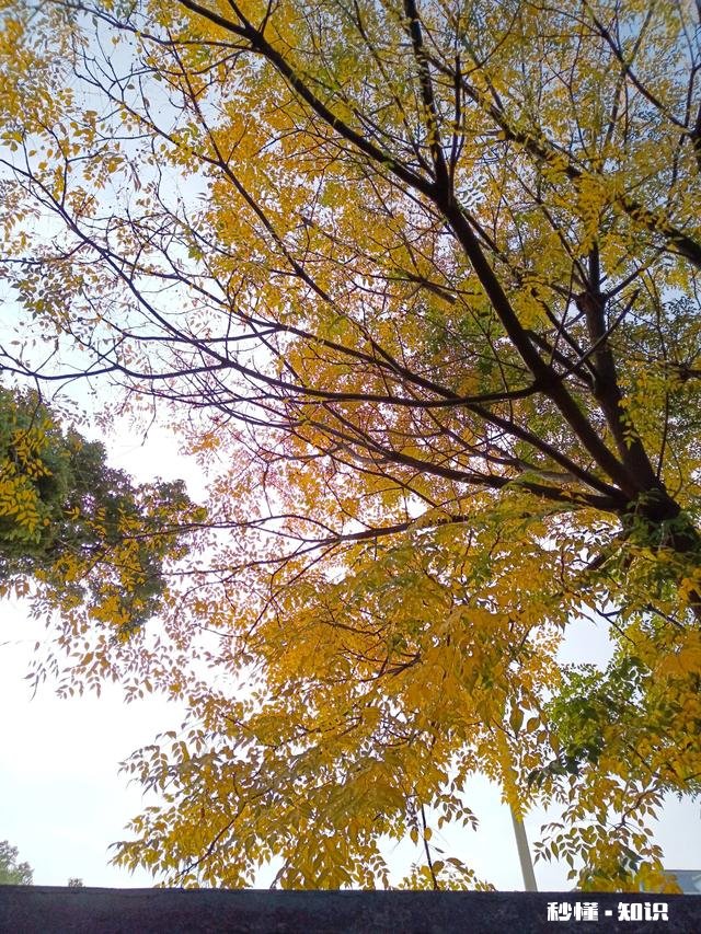 G20峰会，泽连斯基要求各国促进俄乌谈判，是不是准备要停战