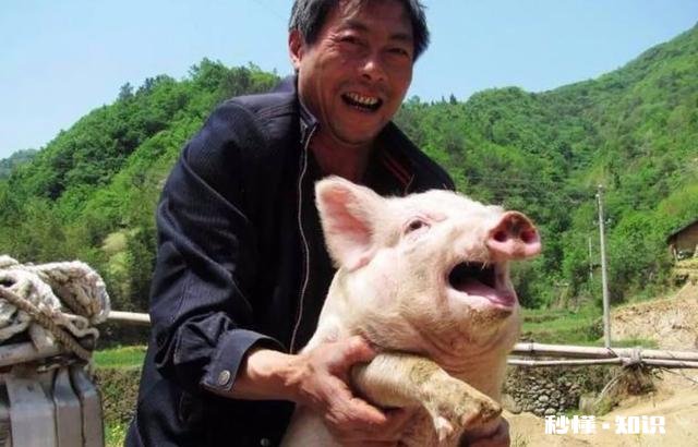 现在的猪肉怎么越来越难吃，没有猪肉都味道了