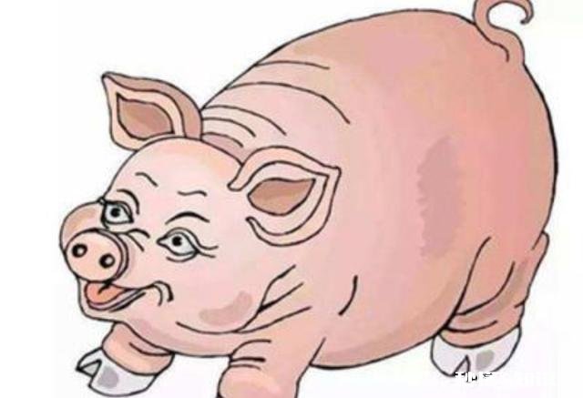 现在的猪肉怎么越来越难吃，没有猪肉都味道了