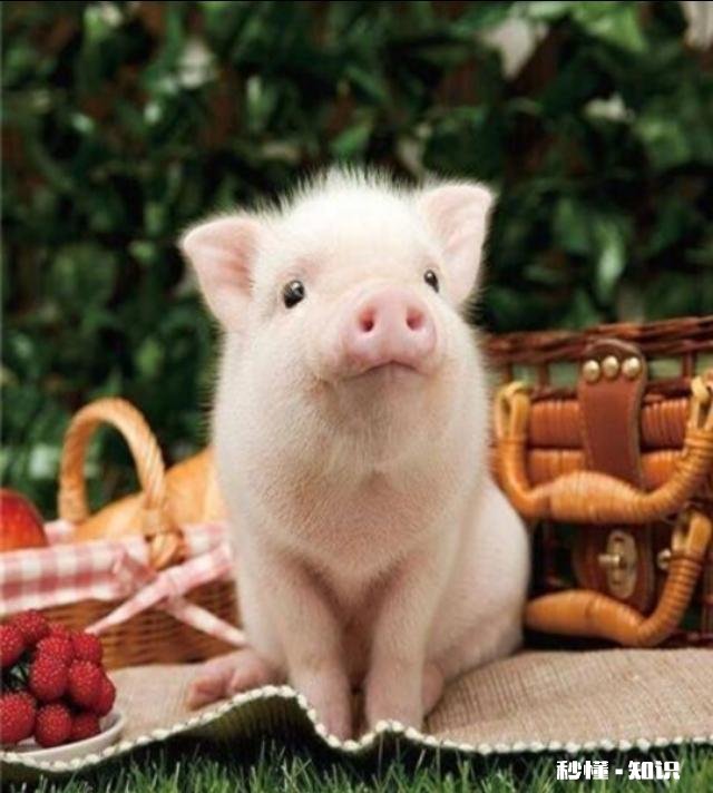 现在的猪肉怎么越来越难吃，没有猪肉都味道了