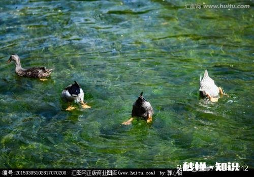 上联:一鸟过寒木,数花摇翠。下联怎么对