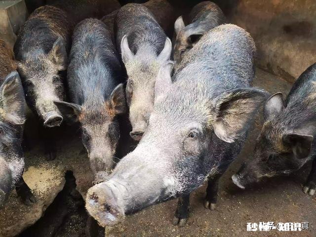 吃什么肉最环保