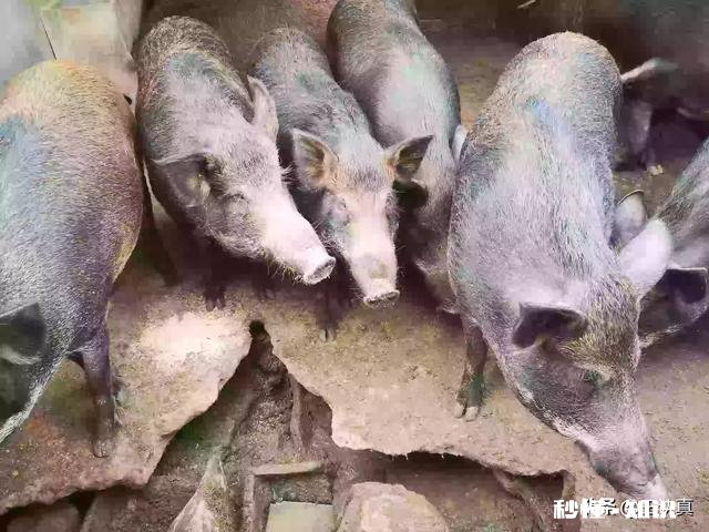 吃什么肉最环保