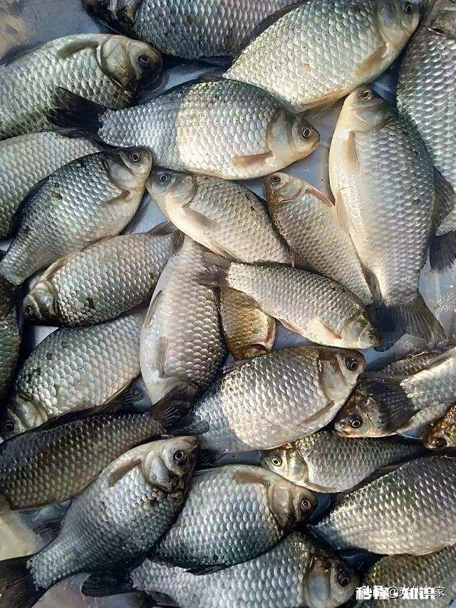 吃什么肉最环保