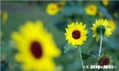 经常郁闷会不会得抑郁症怎么缓解好呢