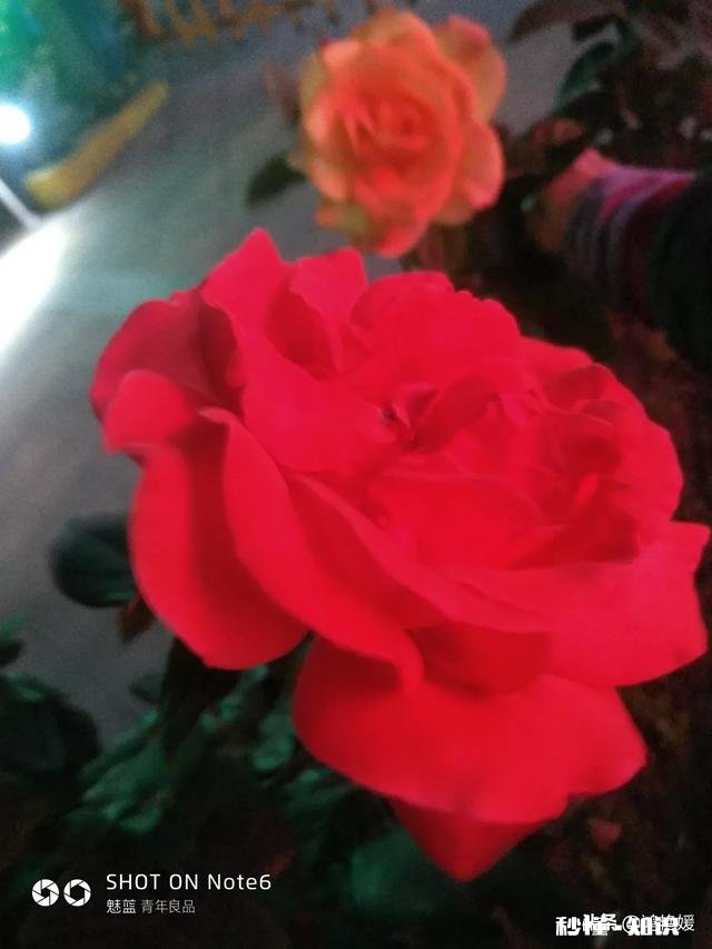 2岁半孩子听两遍儿歌就能哼出全首的音乐旋律，这代表有天赋吗