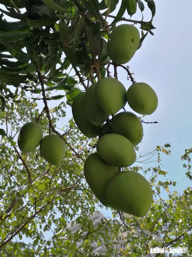 你们来海南最想去哪里，最想吃什么