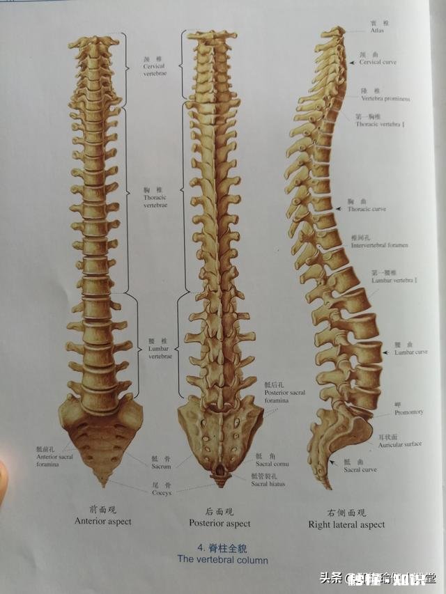 瑜伽火烈鸟式的正确练习方式是怎样的