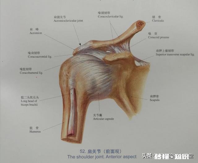 瑜伽火烈鸟式的正确练习方式是怎样的