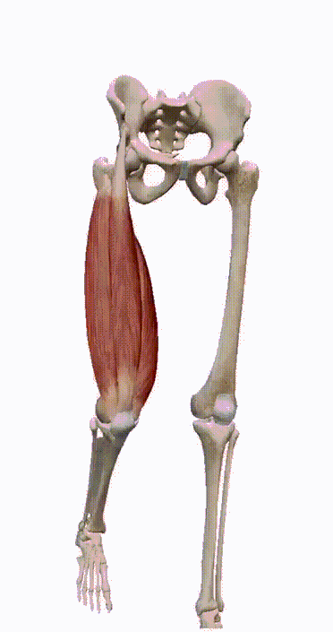 瑜伽火烈鸟式的正确练习方式是怎样的