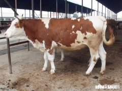 怀孕母牛能不能打口蹄疫苗