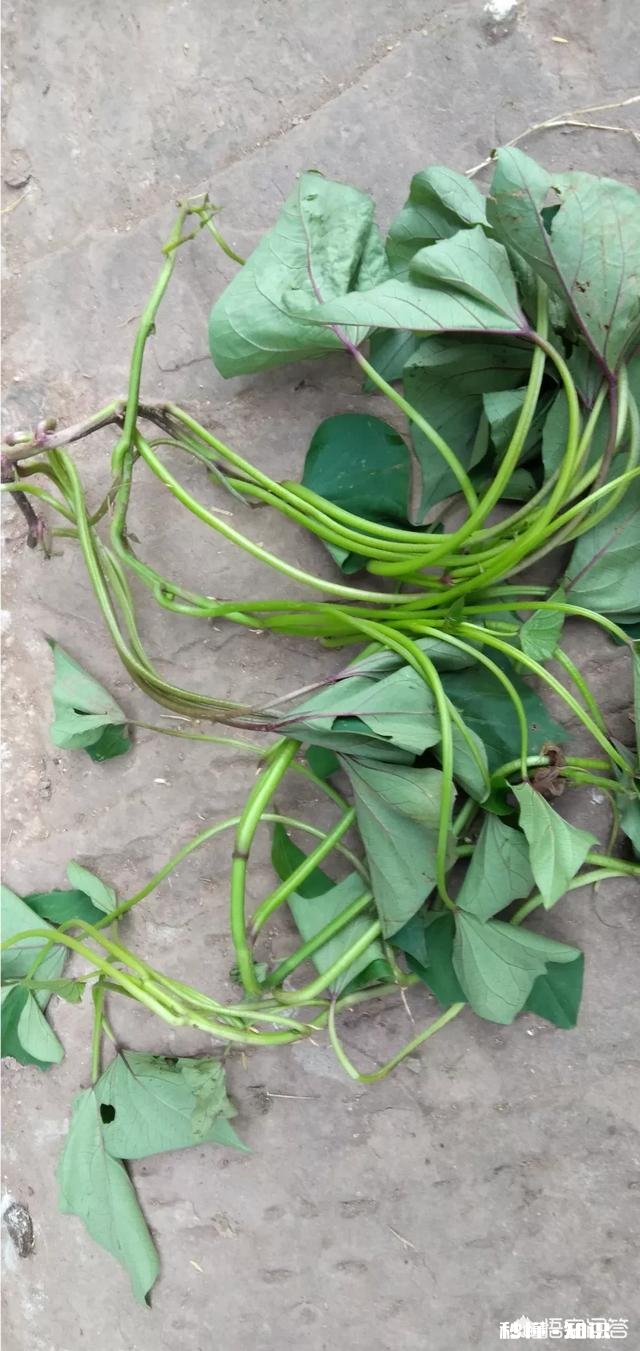 过夜的红薯苗还能移栽吗栽种红薯苗要不要浇水