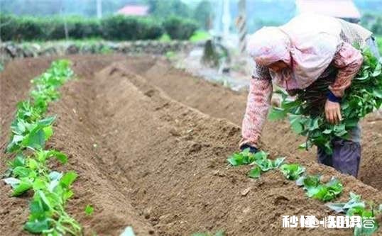 过夜的红薯苗还能移栽吗栽种红薯苗要不要浇水