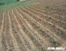 过夜的红薯苗还能移栽吗栽种红薯苗要不要浇水