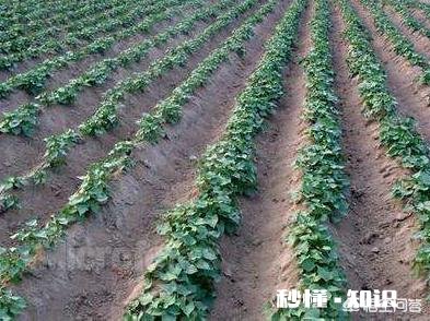 过夜的红薯苗还能移栽吗栽种红薯苗要不要浇水