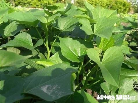 过夜的红薯苗还能移栽吗栽种红薯苗要不要浇水