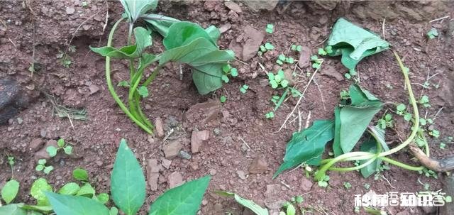 过夜的红薯苗还能移栽吗栽种红薯苗要不要浇水