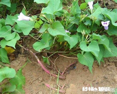 过夜的红薯苗还能移栽吗栽种红薯苗要不要浇水