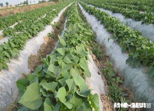 过夜的红薯苗还能移栽吗栽种红薯苗要不要浇水