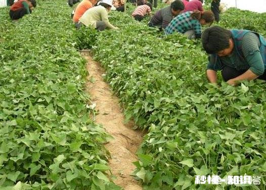 过夜的红薯苗还能移栽吗栽种红薯苗要不要浇水