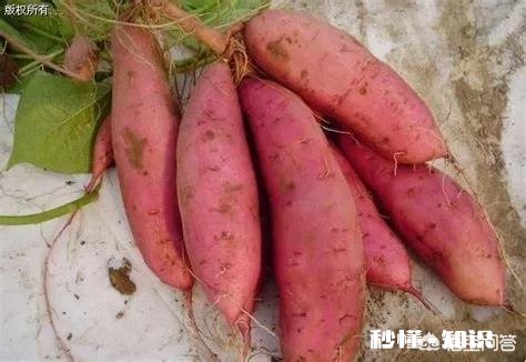 过夜的红薯苗还能移栽吗栽种红薯苗要不要浇水