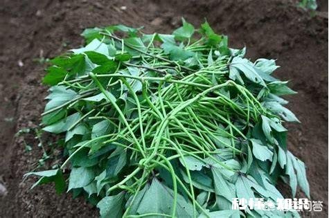 过夜的红薯苗还能移栽吗栽种红薯苗要不要浇水