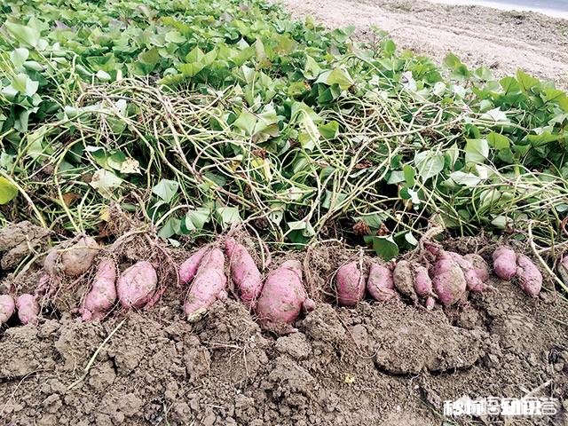 过夜的红薯苗还能移栽吗栽种红薯苗要不要浇水