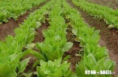 怎样种莴笋?要预防什么