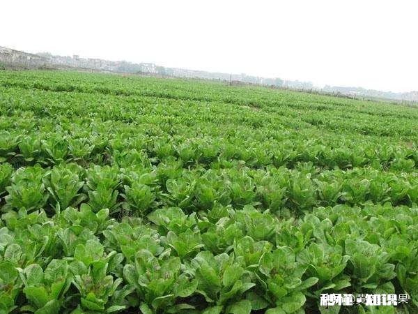 怎样种莴笋?要预防什么