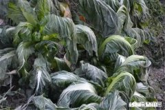 如何提高蔬菜的抗寒能力