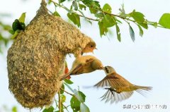 如何看待一些学校要求家长到学校执勤、打扫卫生的问题