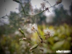 三星s10大陆版和港版有什么区别港版的怎么样，可以买吗