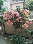 双11没消费的人有多少为什么