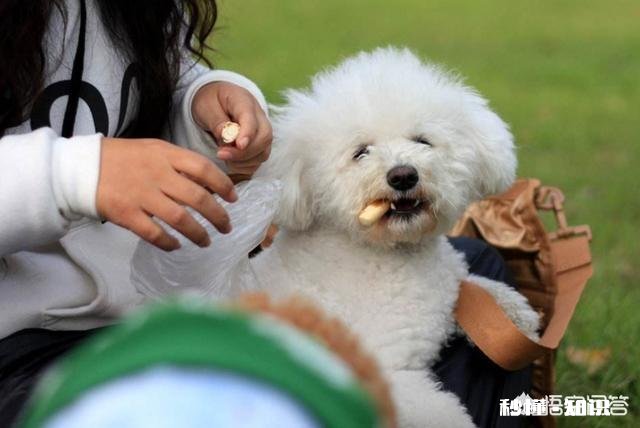 为什么狗狗们总是躲在床底下你家的狗会这样吗