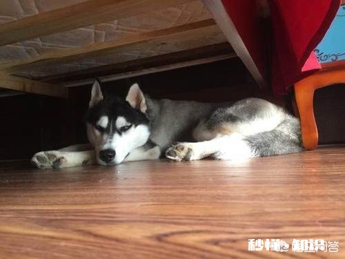 为什么狗狗们总是躲在床底下你家的狗会这样吗
