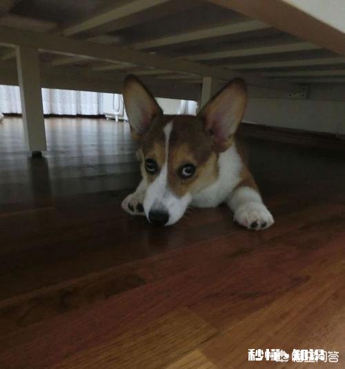 为什么狗狗们总是躲在床底下你家的狗会这样吗