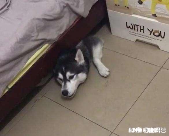 为什么狗狗们总是躲在床底下你家的狗会这样吗