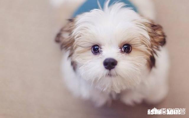 为什么狗狗们总是躲在床底下你家的狗会这样吗