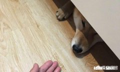 为什么狗狗们总是躲在床底下你家的狗会这样吗