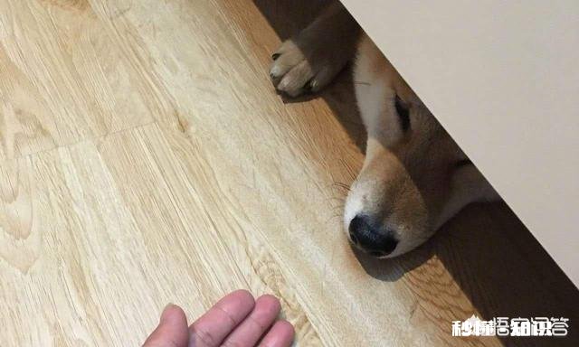 为什么狗狗们总是躲在床底下你家的狗会这样吗