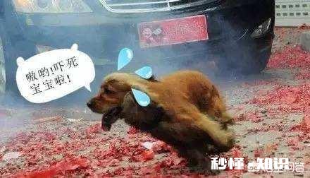 为什么狗狗们总是躲在床底下你家的狗会这样吗