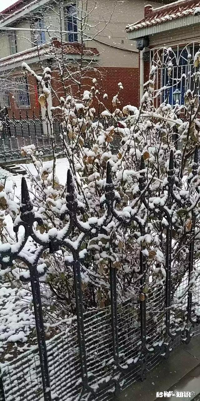 大家有漂亮雪景的照片吗可以分享一下吗