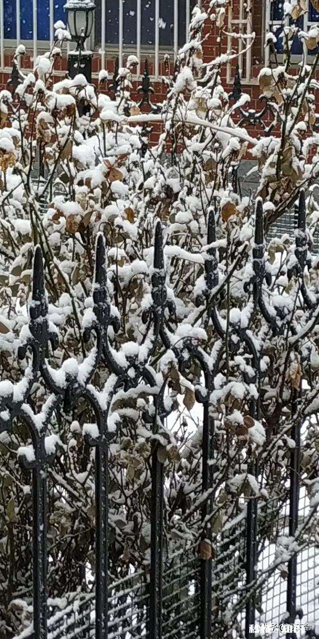 大家有漂亮雪景的照片吗可以分享一下吗