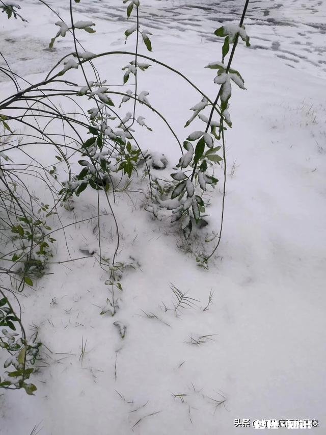 大家有漂亮雪景的照片吗可以分享一下吗