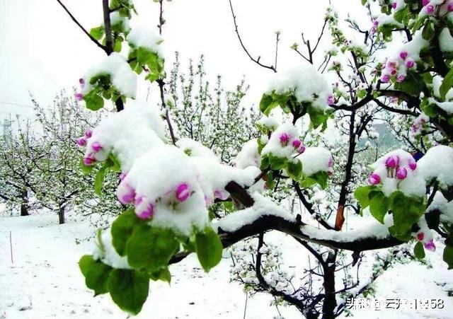 大家有漂亮雪景的照片吗可以分享一下吗