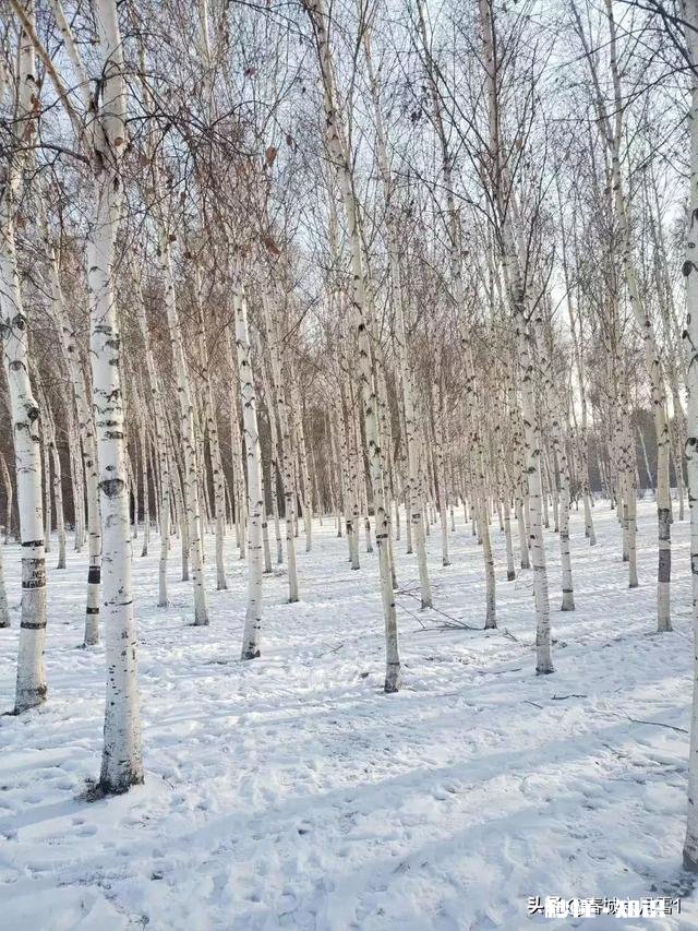 大家有漂亮雪景的照片吗可以分享一下吗
